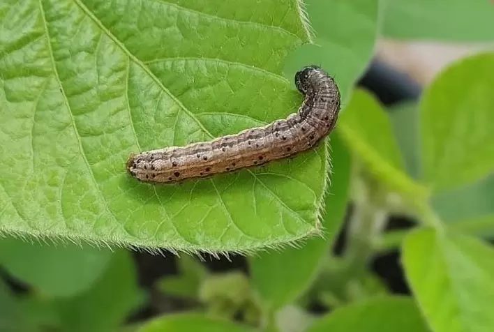 Incidência da lagarta Spodoptera frugiperda aumenta nos últimos anos