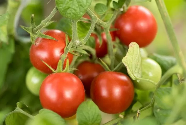 Pragas secundárias também podem afetar qualidade dos frutos