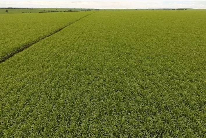 Caminhos da Maturação IHARA fará monitoramento, em tempo real, de indicadores de qualidade da cana