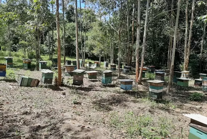 Como realizar o preparo de colmeias para a próxima safra?