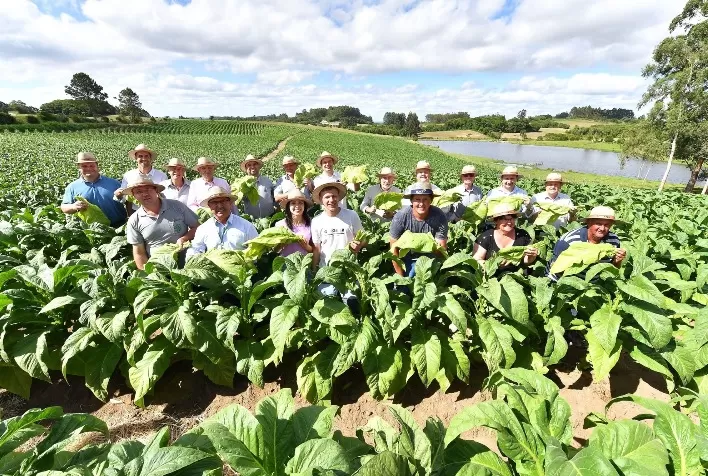 Evento marca a abertura da colheita do tabaco em São Lourenço do Sul