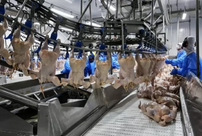 Com avicultura em destaque, Paraná já produziu 4,87 milhões de toneladas de carne neste ano
