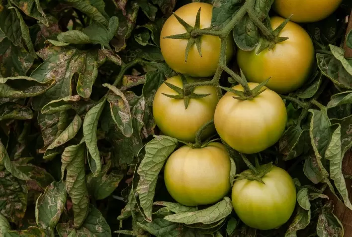 Goiás deve responder por quase um terço da produção brasileira de tomate em 2022