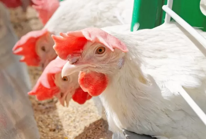 Disputa por alimentos é um importante desafio na nutrição de matrizes de corte