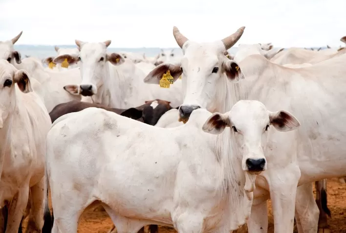 Controle de carrapatos na produção de bovinos minimiza prejuízo de até U$ 3,2 bilhões aos criadores