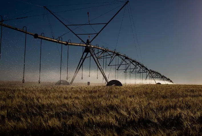 O futuro do trigo irrigado no Brasil