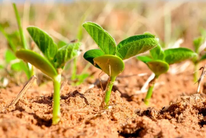 Semeadura de soja é concluída em Mato Grosso do Sul