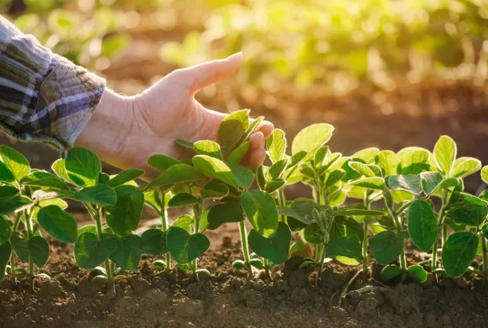 Plantio de soja se aproxima do final no Brasil e produtores seguem negociando pouco