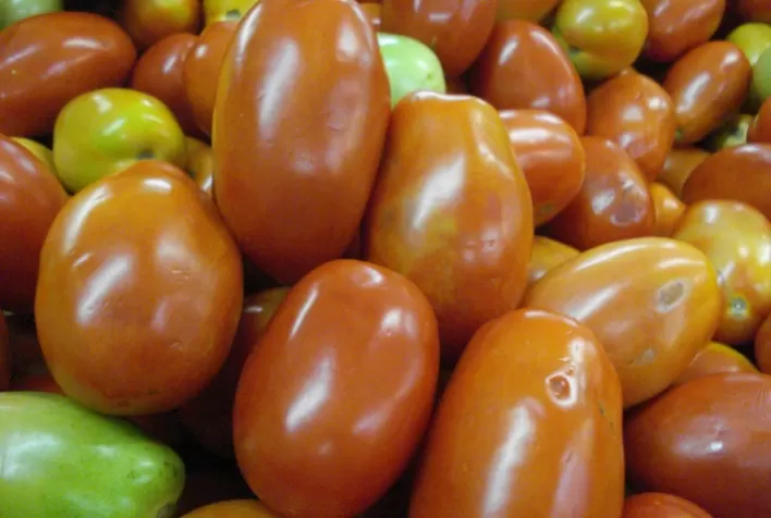 Preço do tomate dispara no Paraná