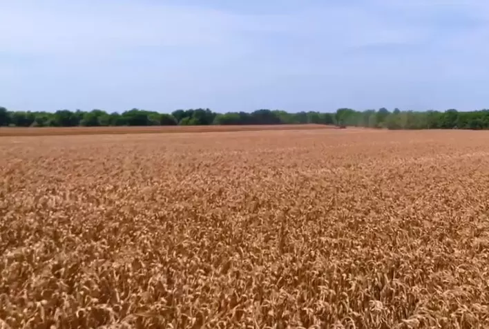 Agricultores da França aumentarão área de trigo soft para 2023, diz ministério