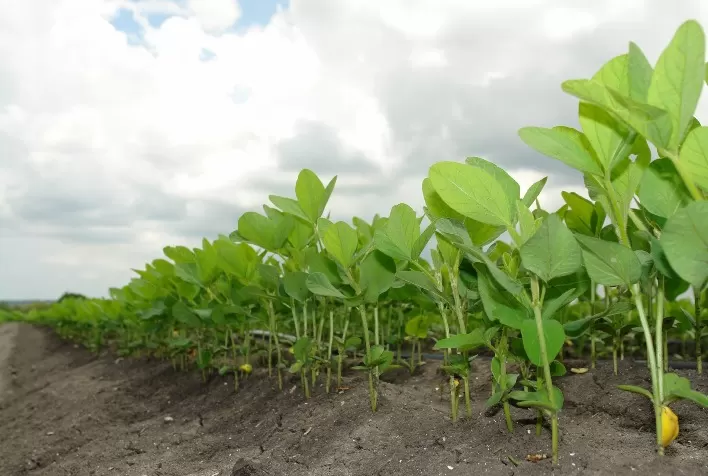 Paraná conclui plantio da soja. Deral estima produção, área e produtividade