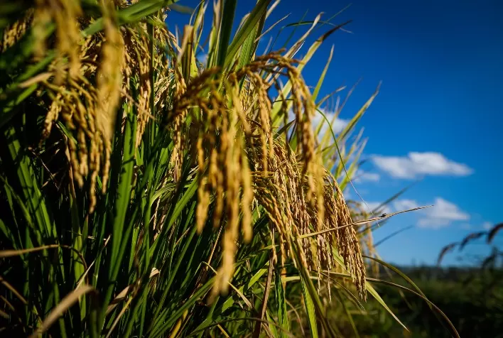 Goiás registra crescimento de 82,6% nas exportações de arroz no acumulado de 2022, aponta Agro em Dados