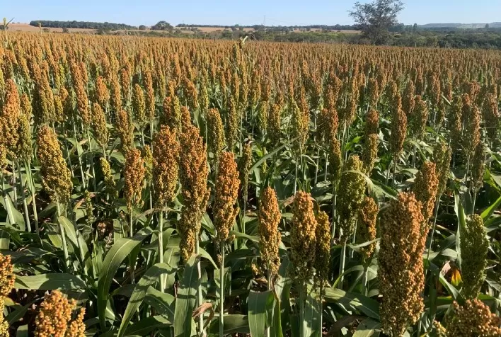 Brevant® Sementes é líder no mercado de sorgo pelo terceiro ano consecutivo