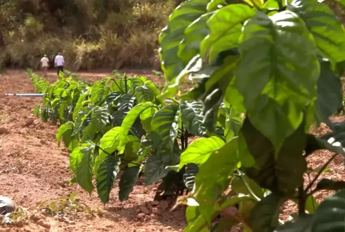 Produção familiar de café Conilon cresce em média 30% ao ano no Vale do Rio Doce, desde 2017