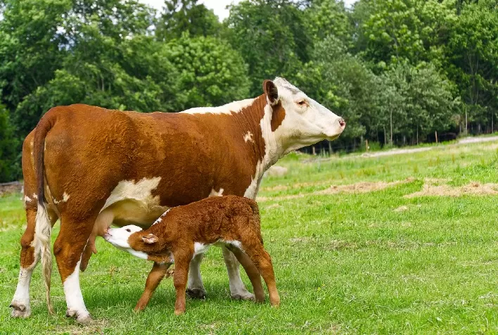 Eficiência reprodutiva da fazenda também deve considerar o bem-estar animal