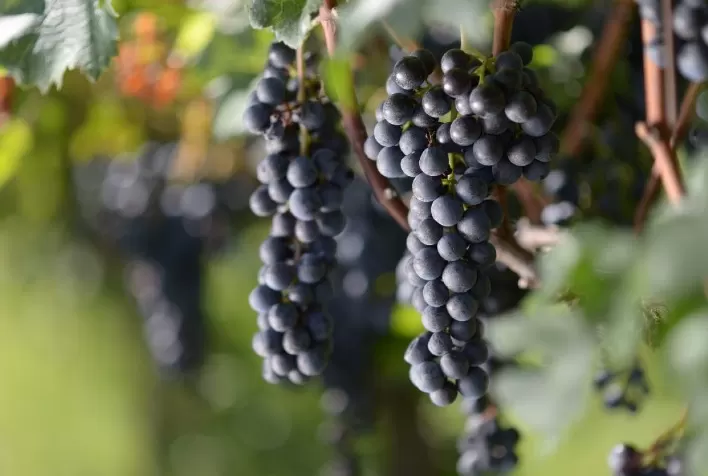 Qualidade na produção marca o mercado do vinho em 2022