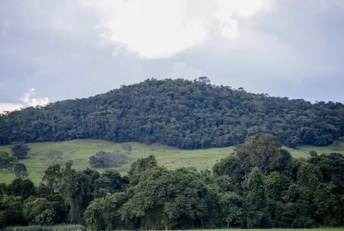 CNA discute participação do setor florestal na política de sustentabilidade ambiental