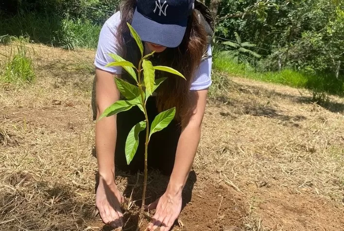Serra da Mantiqueira, em MG, recebe plantio de mudas de árvores