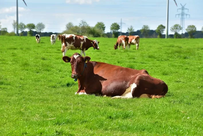 Minerva Foods promove novo ciclo de treinamentos de Bem-Estar Animal para pecuaristas parceiros em todo Brasil