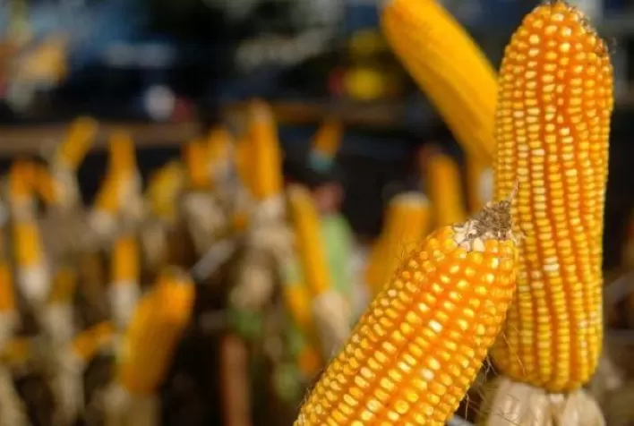 Milho: sexta-feira começa com cotações futuras estáveis nas Bolsas