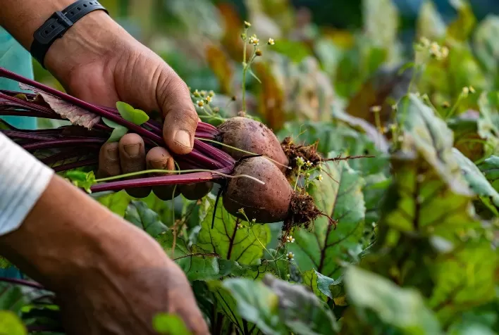 Balanço de Gestão: Governo do Estado de SC investe mais de meio bilhão para o fortalecimento do agro catarinense