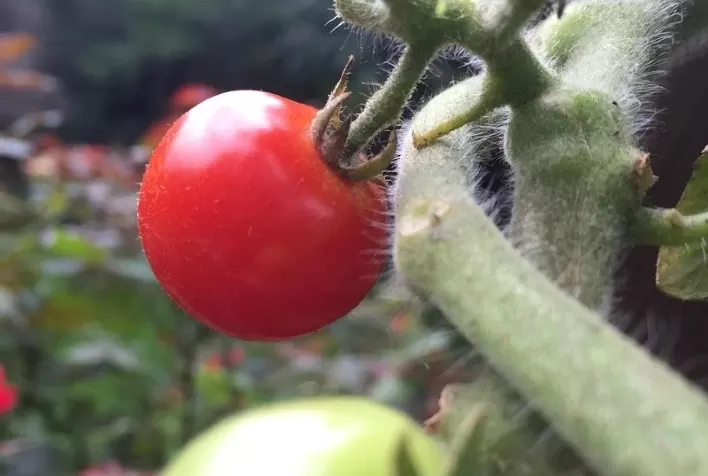 Produtores de tomate visitam plantações de outros países