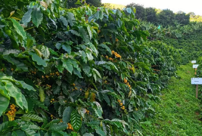 18 mil cafeicultores brasileiros terão acesso a seguro rural “sob medida” para safra 2022/2023