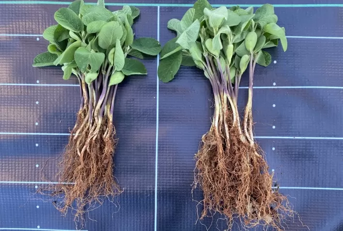 Tratamento de sementes com nutrientes e bioestimulantes pode gerar incremento de 4,2% na produtividade da soja