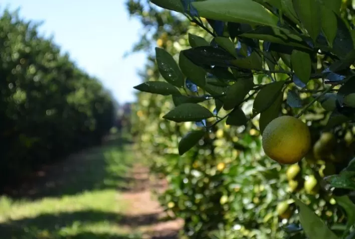 Biofertilizante pode reduzir queda de frutos na citricultura