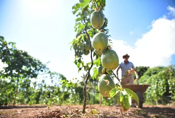 MS: fruticultores comercializaram mais de R$186,7 mil em 2022