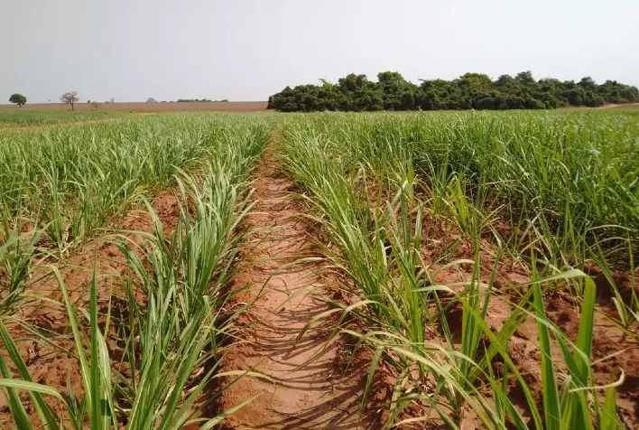 Estudos comprovam que fertilizante orgânico aumenta a produtividade da cana-de-açúcar e reduz 50% dos nematoides no solo