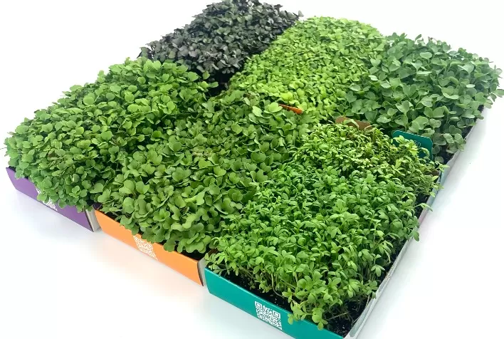 ISLA inova e facilita cultivo de hortas domésticas de forma rápida e prática