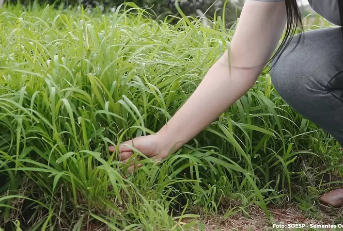Esperar "sementear" não é mais uma boa estratégia de manejo