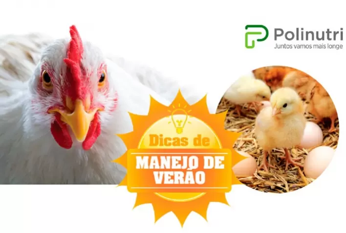 Polinutri traz dicas para o bom manejo das granjas avícolas durante o verão