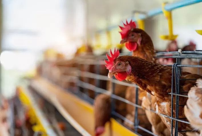A experiência na Gestão socioambiental da bovinocultura pode acelerar entrada das agroindústrias de aves e suínos em mercados mais exigentes