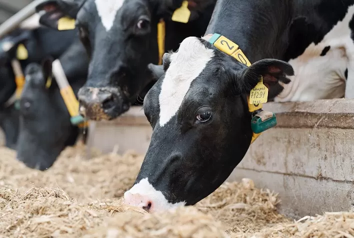 Nutrição adequada pode reduzir males causados aos animais pelo estresse calórico, afirma especialista