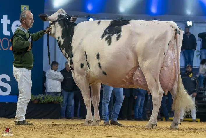Conheça as seis melhores vacas do Brasil