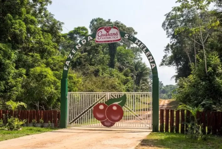 Guaraná Antarctica, da Ambev, ganha certificado de produção orgânica na Amazônia