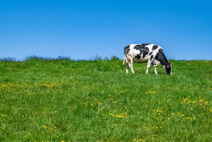 Tecnologia via satélite aumenta eficiência nutricional do pasto e gera benefícios na produção de leite