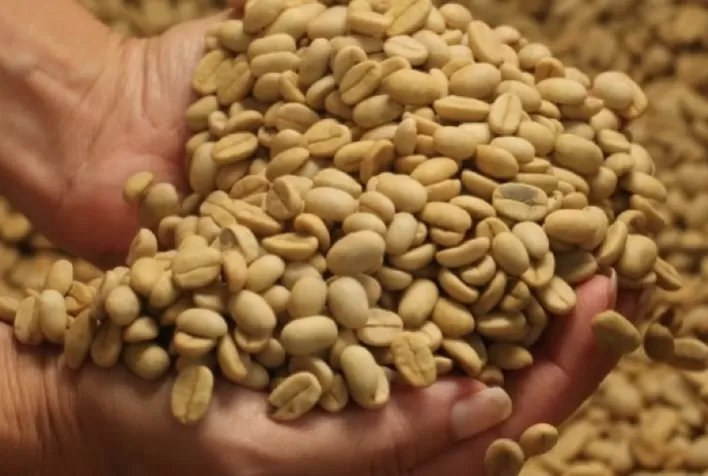 Epamig oferece sementes qualificadas de café para entrega imediata