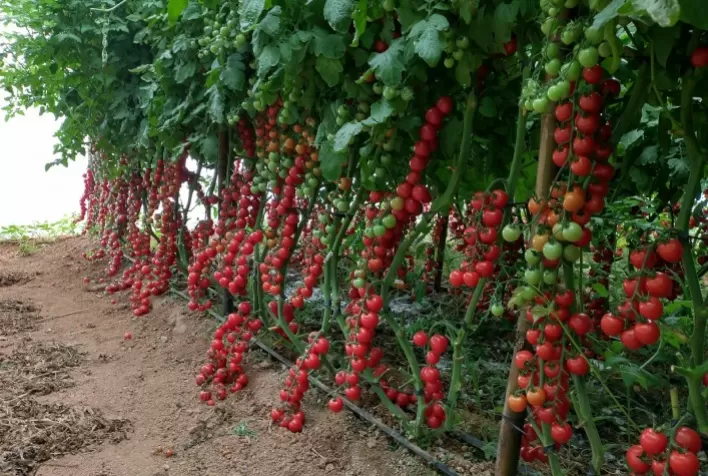 Fertilizante da Tera Nutrição Vegetal aumenta a produtividade do tomate