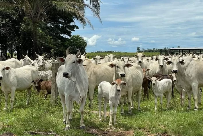 Período chuvoso é oportunidade para suplementar alimentação de gado e ampliar resultados