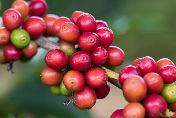 Agro em Dados de janeiro destaca produção goiana de café