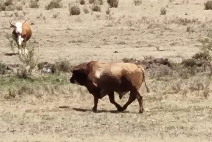 Pecuaristas já registram perdas irreversíveis em terceiro ano de La Niña