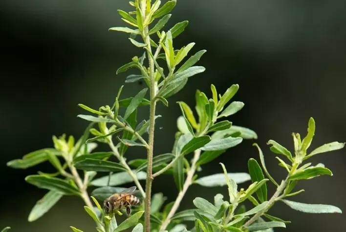 ABEMEL lidera projeto inédito para criar primeiro padrão de qualidade da própolis no mundo