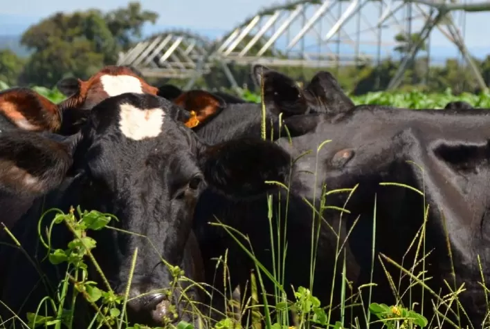 Área irrigada cresce em 2022 e entre os destaque está a pecuária de pastagem