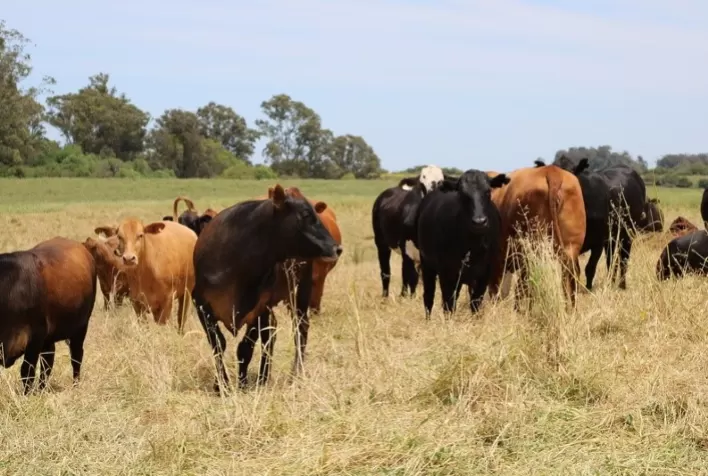 ABPO lidera e realiza visitas técnicas no Rio Grande do Sul e avança no processo de certificação da carne pantaneira