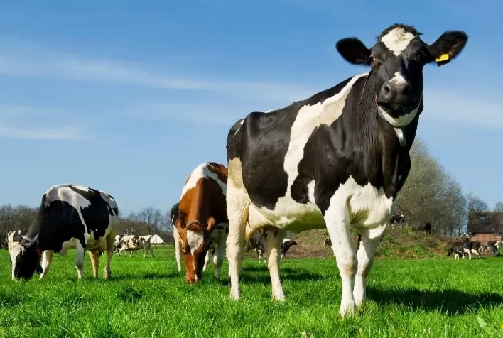 Cdial Halal encerra 2022 com aumento de 100% na certificação halal para o setor de agricultura