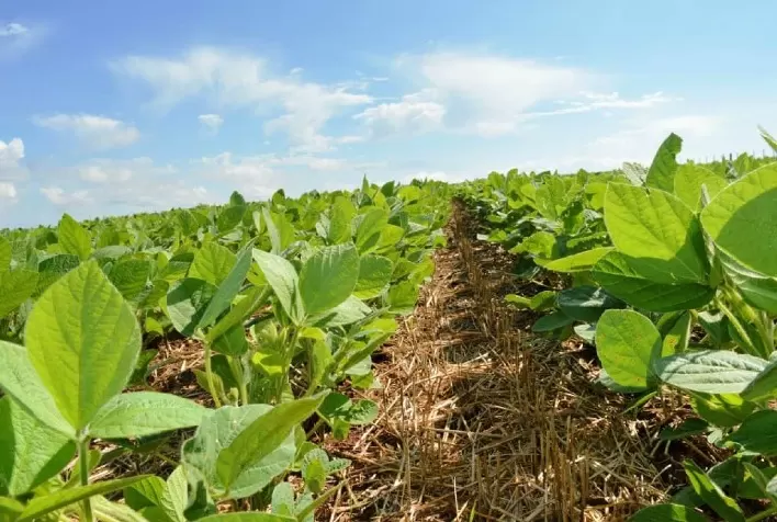 Lavouras de soja estão florando em Mafra (SC) e registram boas condições