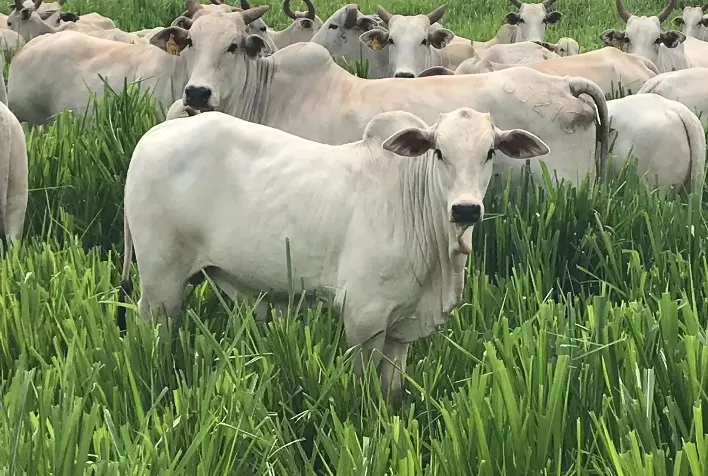 Vermifugação na fase pré-desmame é um importante e eficaz aliado do pecuarista